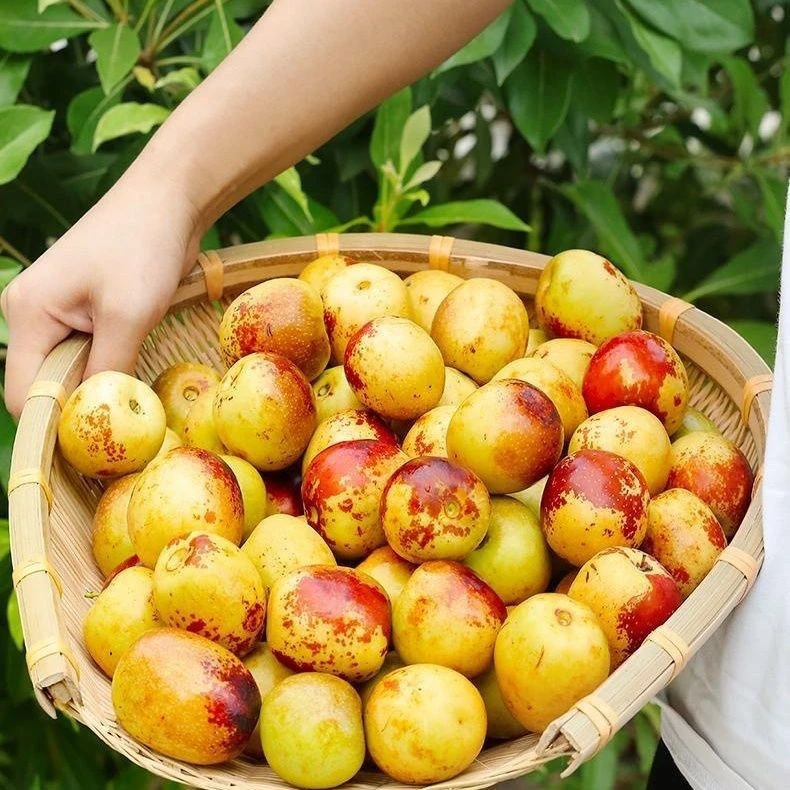 【应季鲜果】陕西大荔冬枣冰糖枣 果园现摘直发