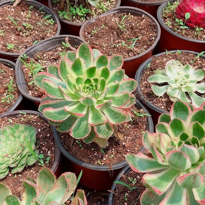 青莲多肉植物大战
