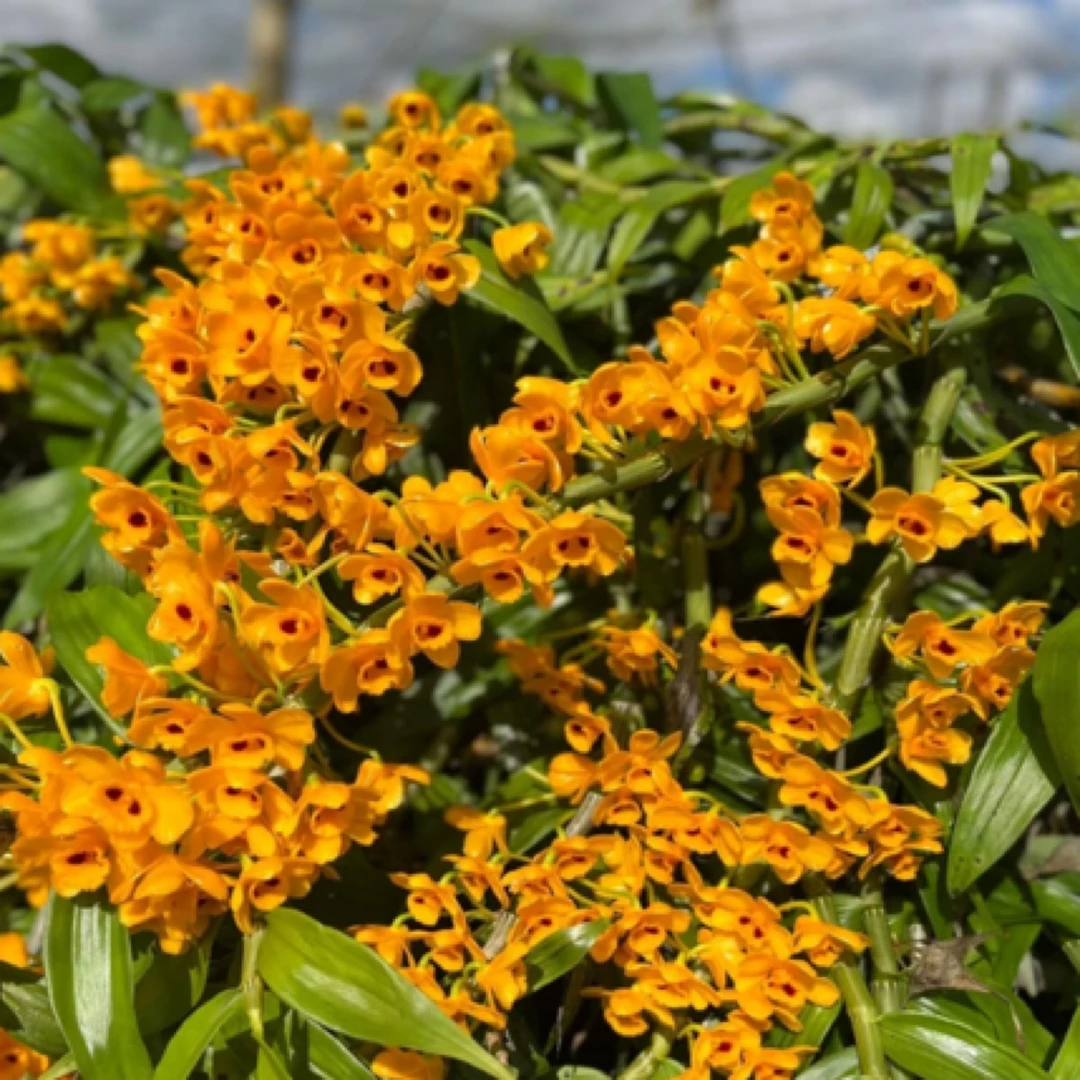 束花石斛系列香水石斛开花特香花期超长的盆栽