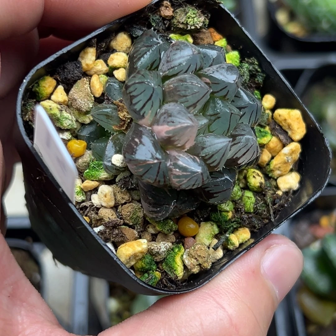 31双头龙爪玉露锦一物一拍