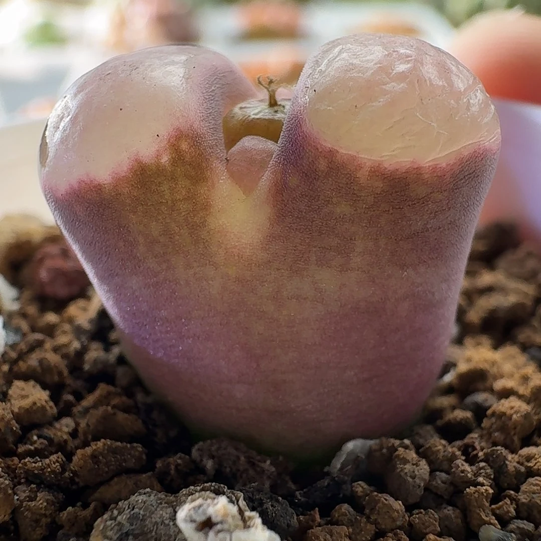 1739磁铁风铃玉肉锥植物