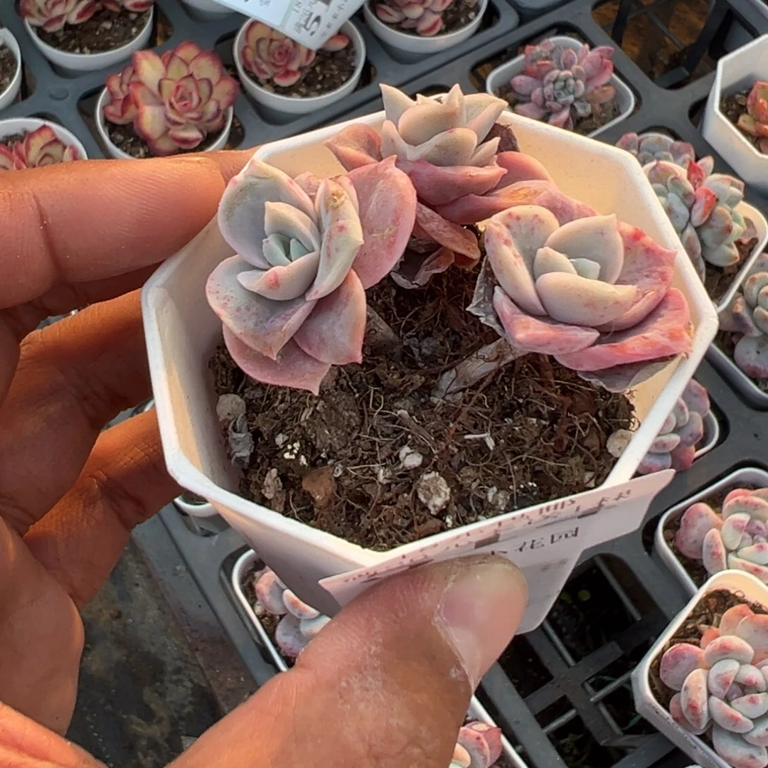 514号三头可爱玫瑰小老庄叶片微瑕一物一拍