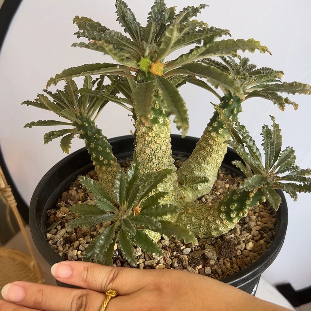 多头实生老桩椰子流桑