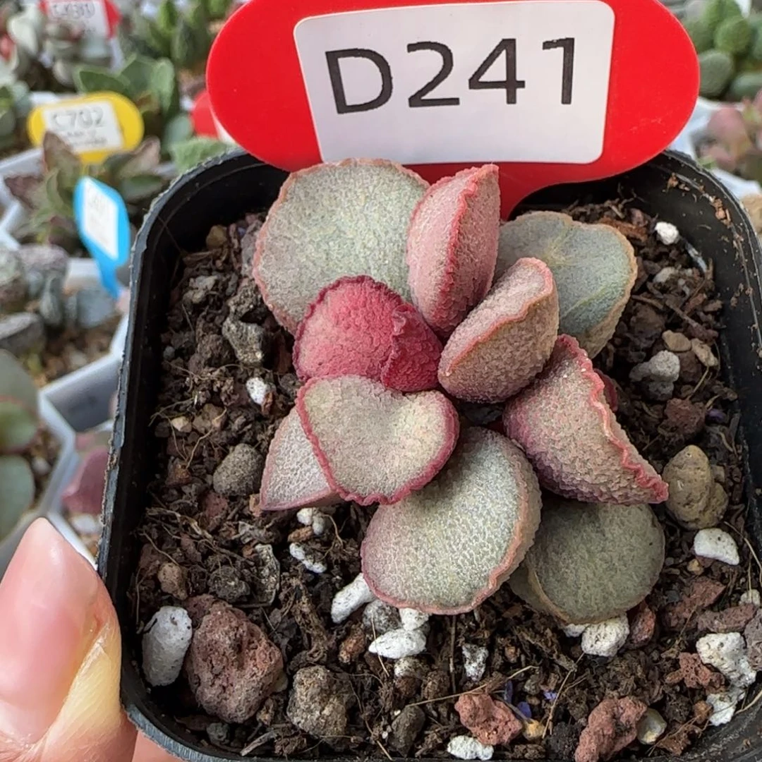 241。                  好看的水泡