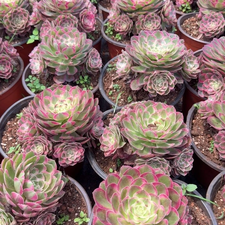 孔雀翎捧花啊啊啊啊