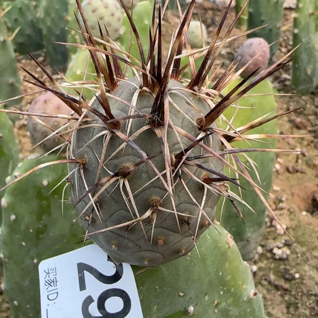 【闪购商品】原地超狂刺297植物