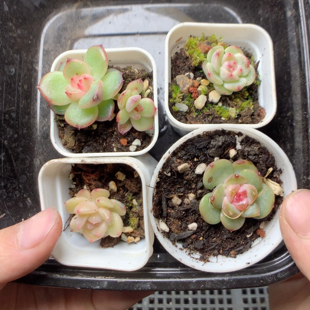 无花朵o-74英语要天天天天天天天天天天