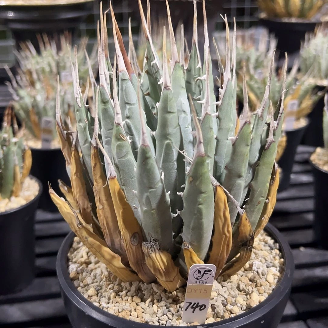 无花朵曲刺妖炎熟桩，粉丝价，根已爆盆