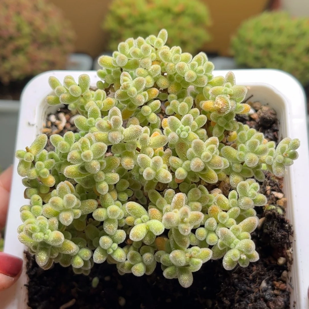 36冰晶优选枝干番杏