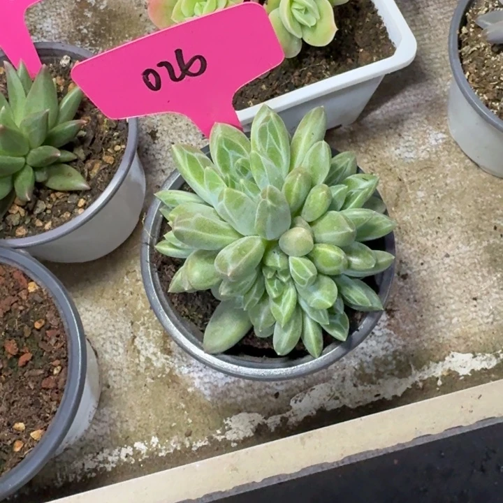 026雨花石新号福利价