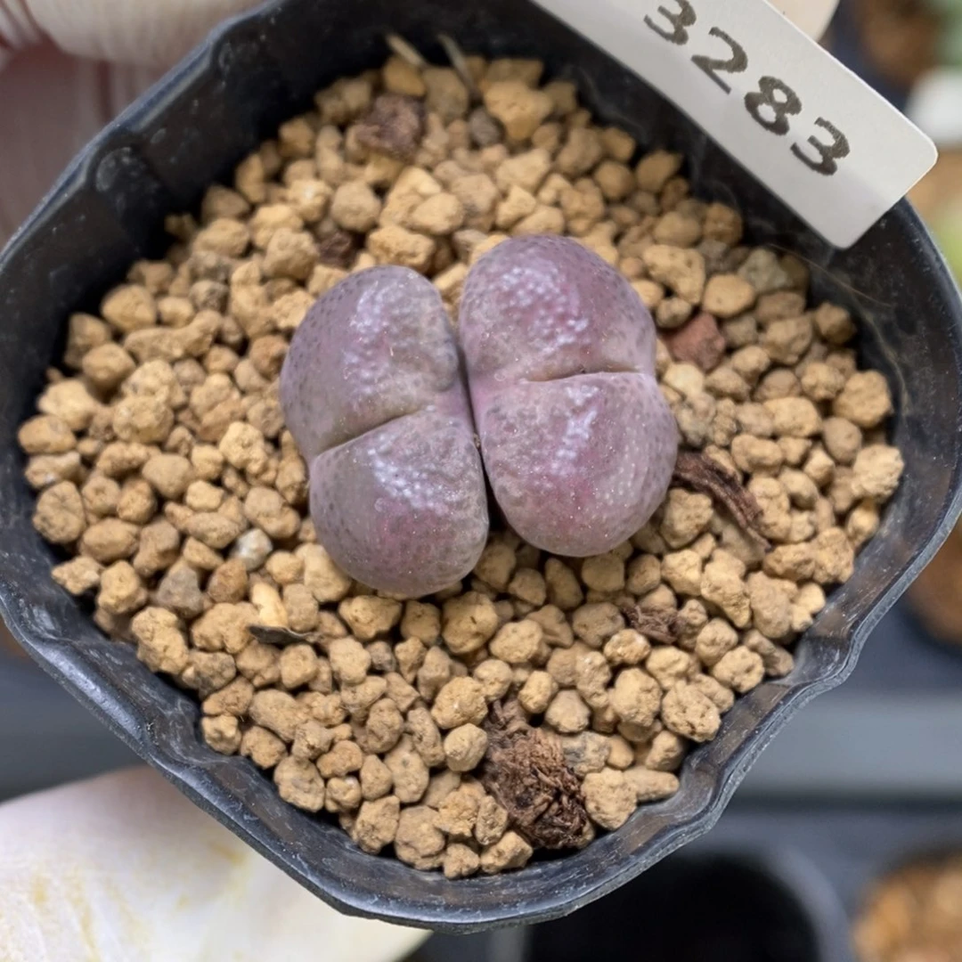 多肉植物肉锥杂交K-3283