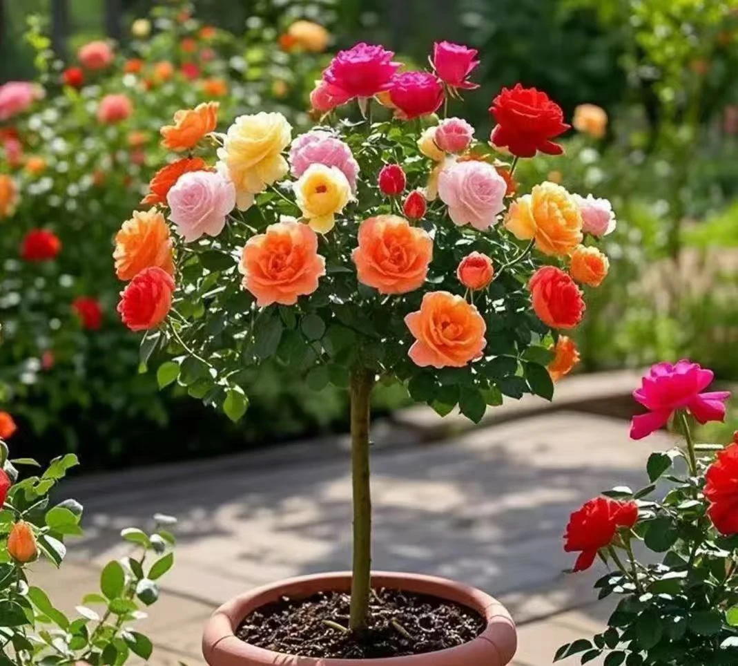 【混色棒棒糖】独颗高杆棒棒糖月季玫瑰2-3个颜色四季开花盆栽地栽