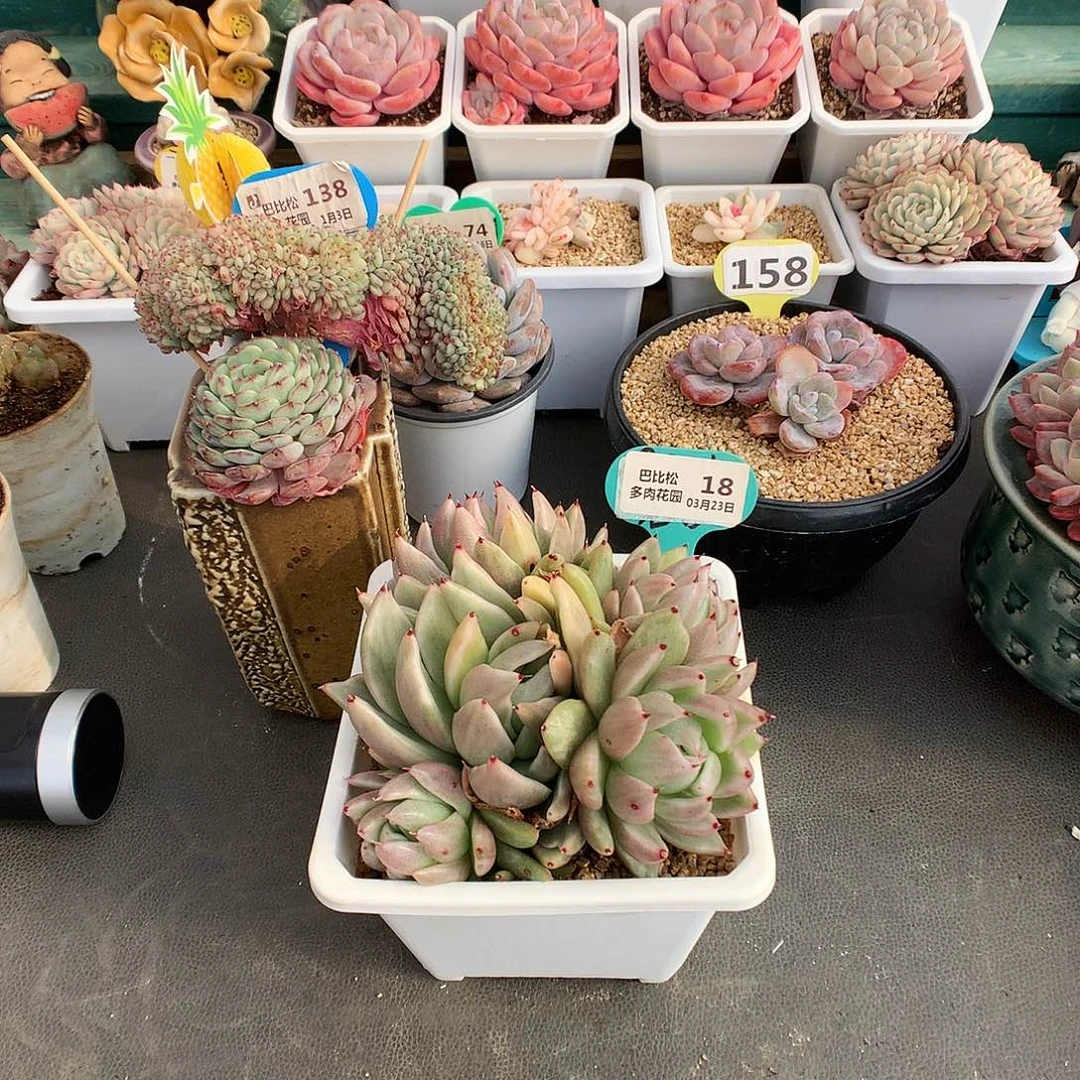 臭****?18圣路易斯锦多肉植物