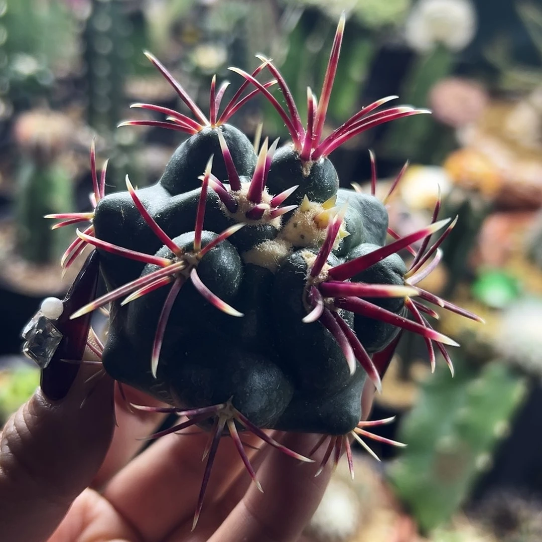 大红鹰割刺仙人球1111111111