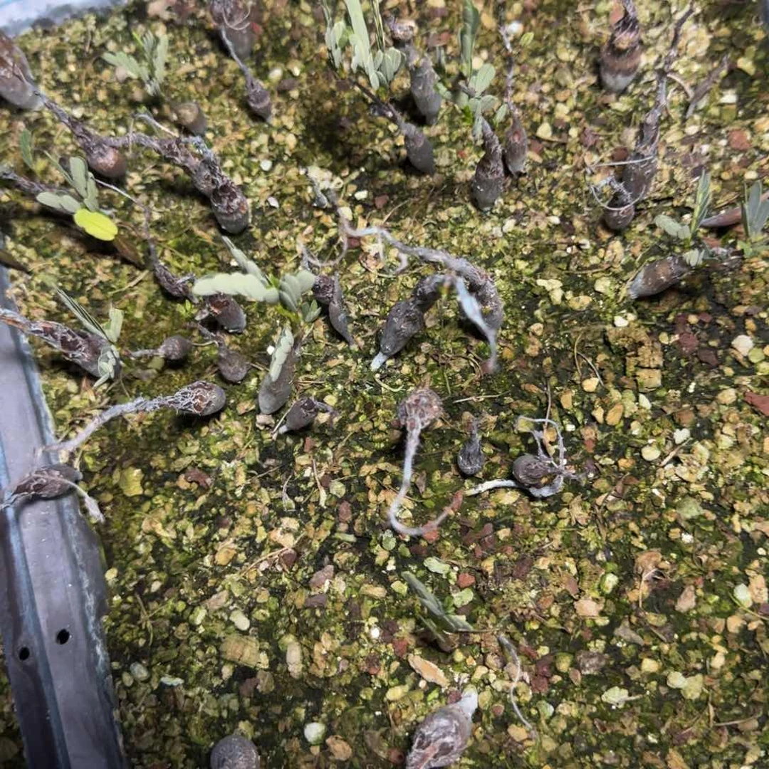 5颗实生沙漠苏木量拍不售后