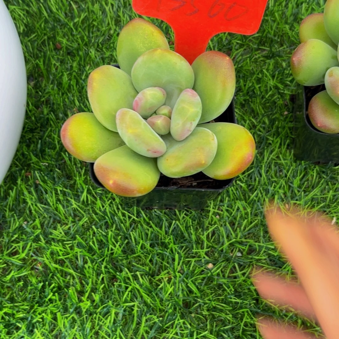 八****13560下午多肉植物群生