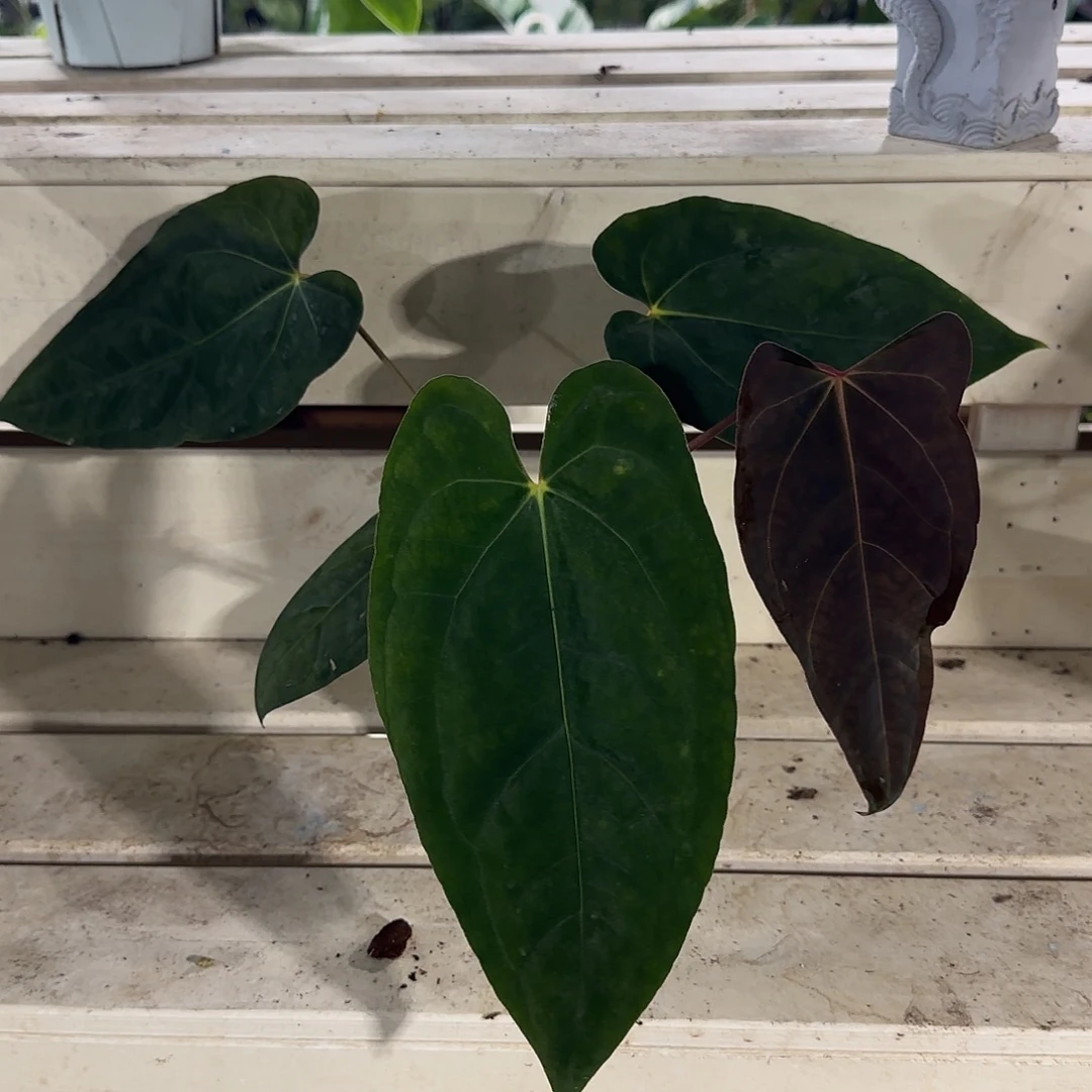 无花朵花烛花烛花烛