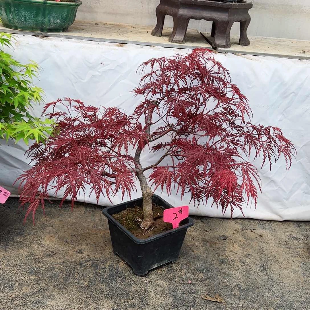 午*王枫树枫树枫树枫树