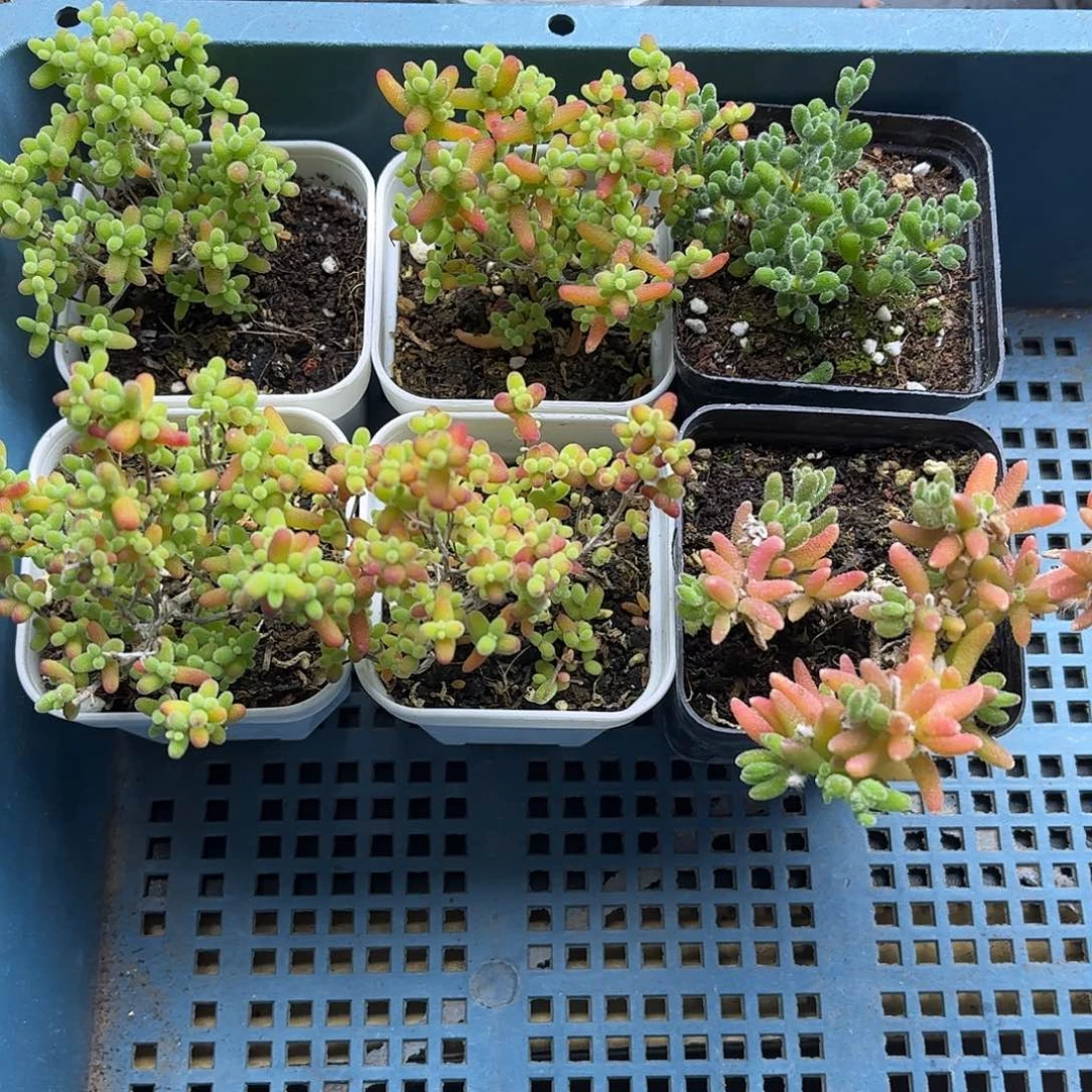 001新手套餐6颗组合