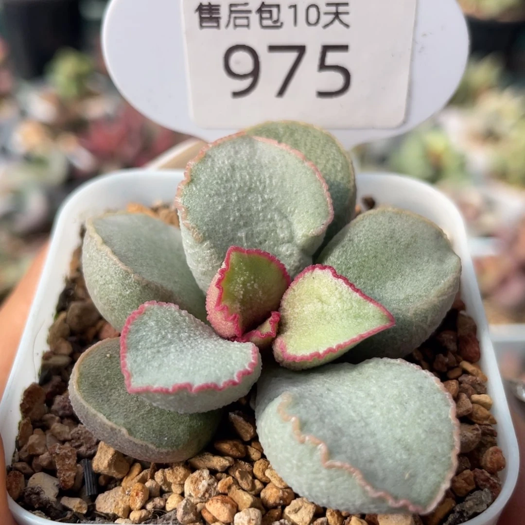 粉雪蛋。 975。