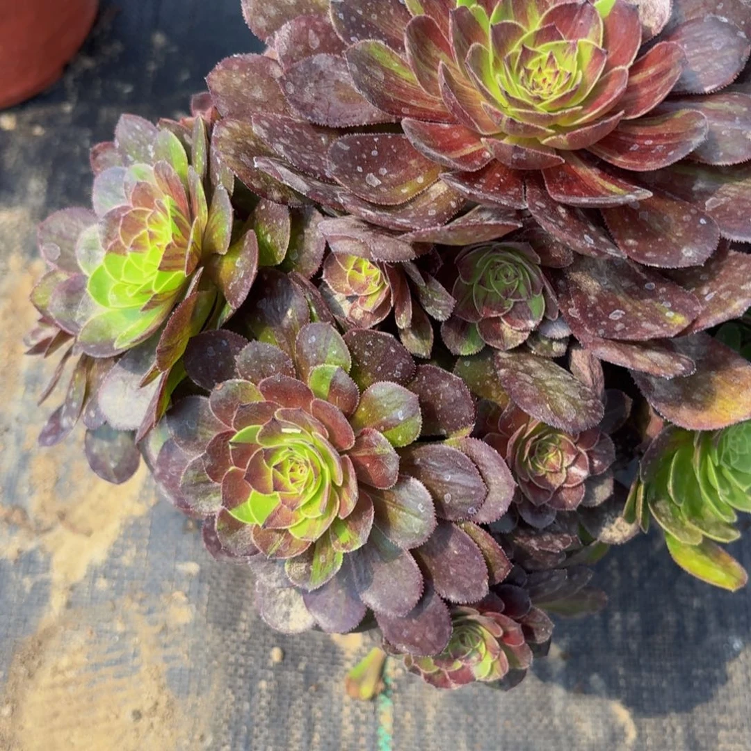 无花朵392多肉植物捧花的