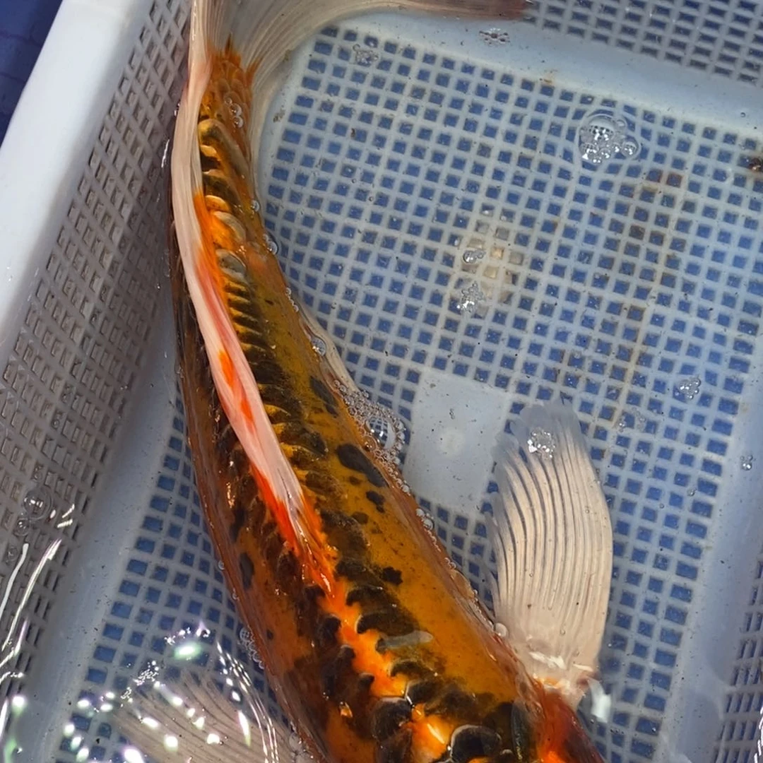 锦鲤冷水锦鲤包邮