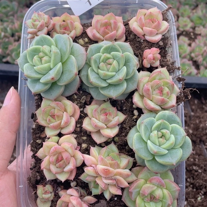 y***x云糖心多肉植物173
