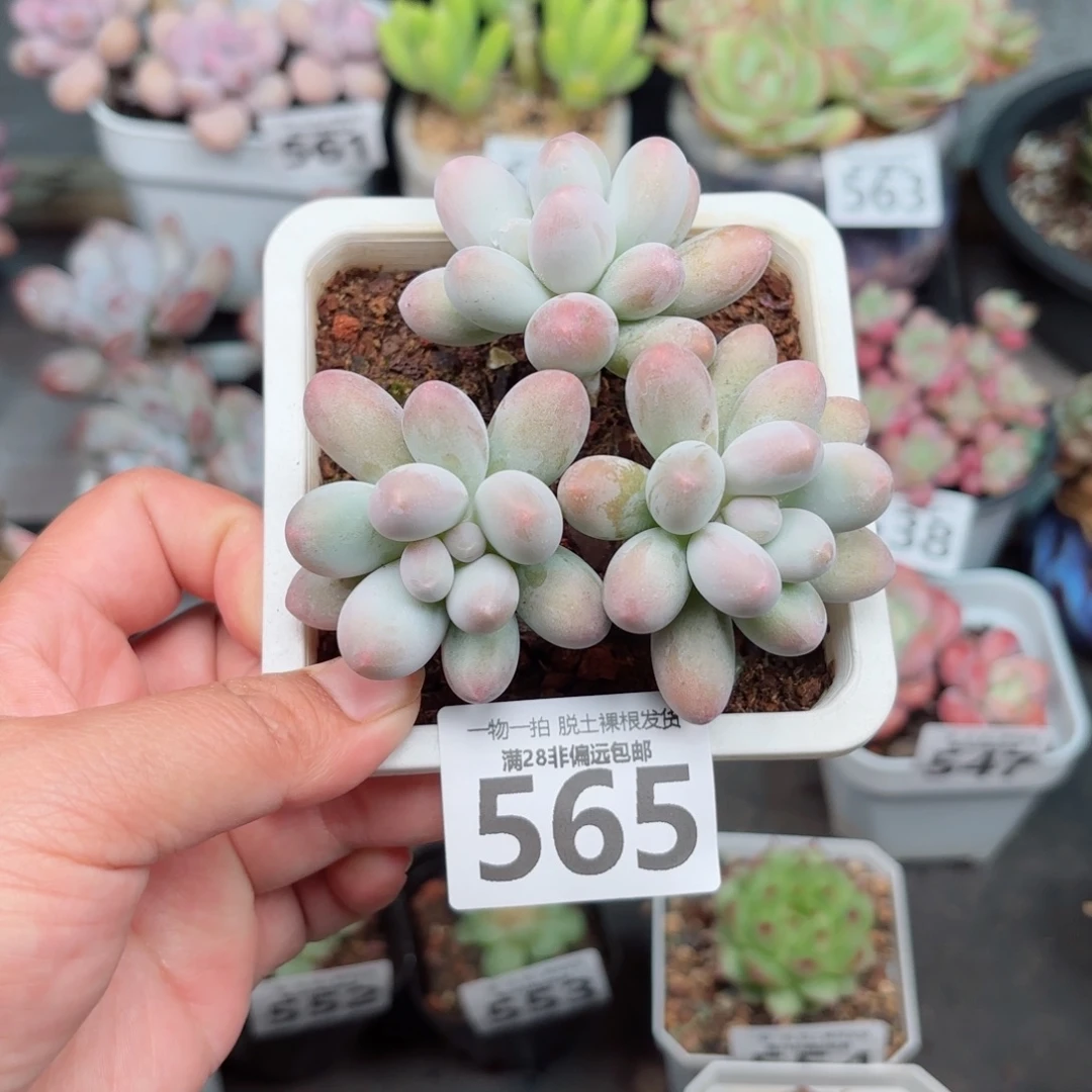 汤圆多肉无盆土发货