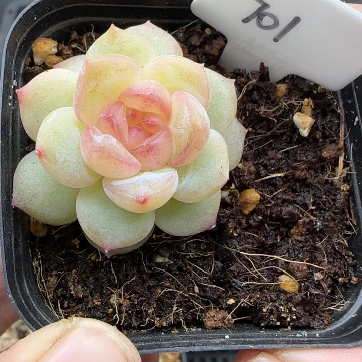 701号明眸晗雨多肉