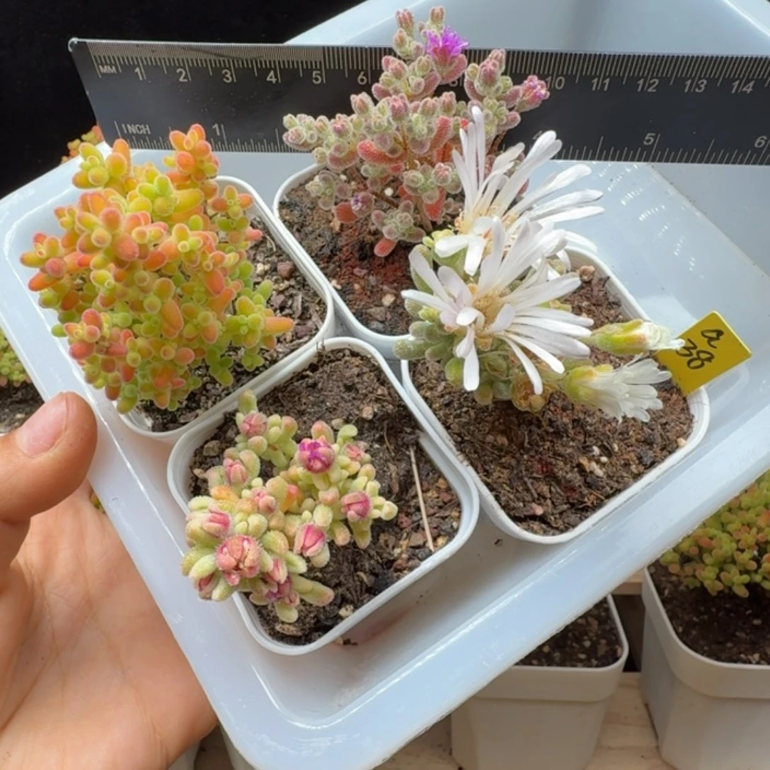 a38号新手福利一组四颗