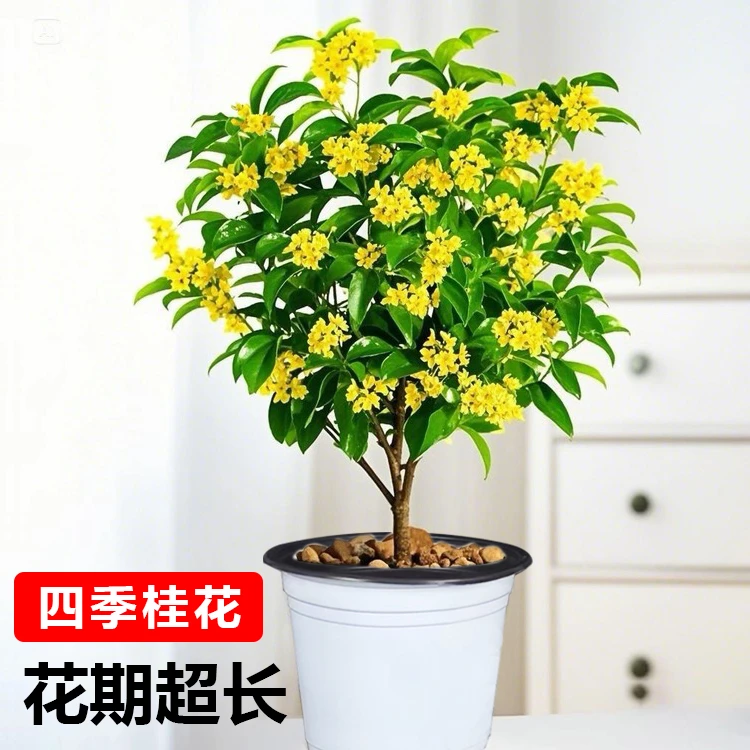 四季开花桂花苗月月桂当年开花室内盆栽庭院南北方种植