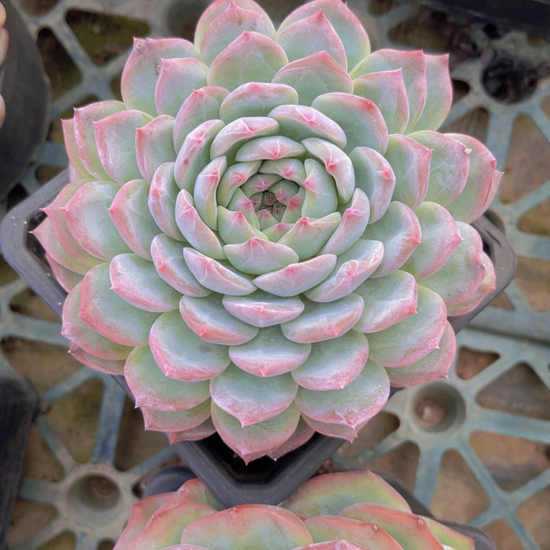 香提卡13公分9999999