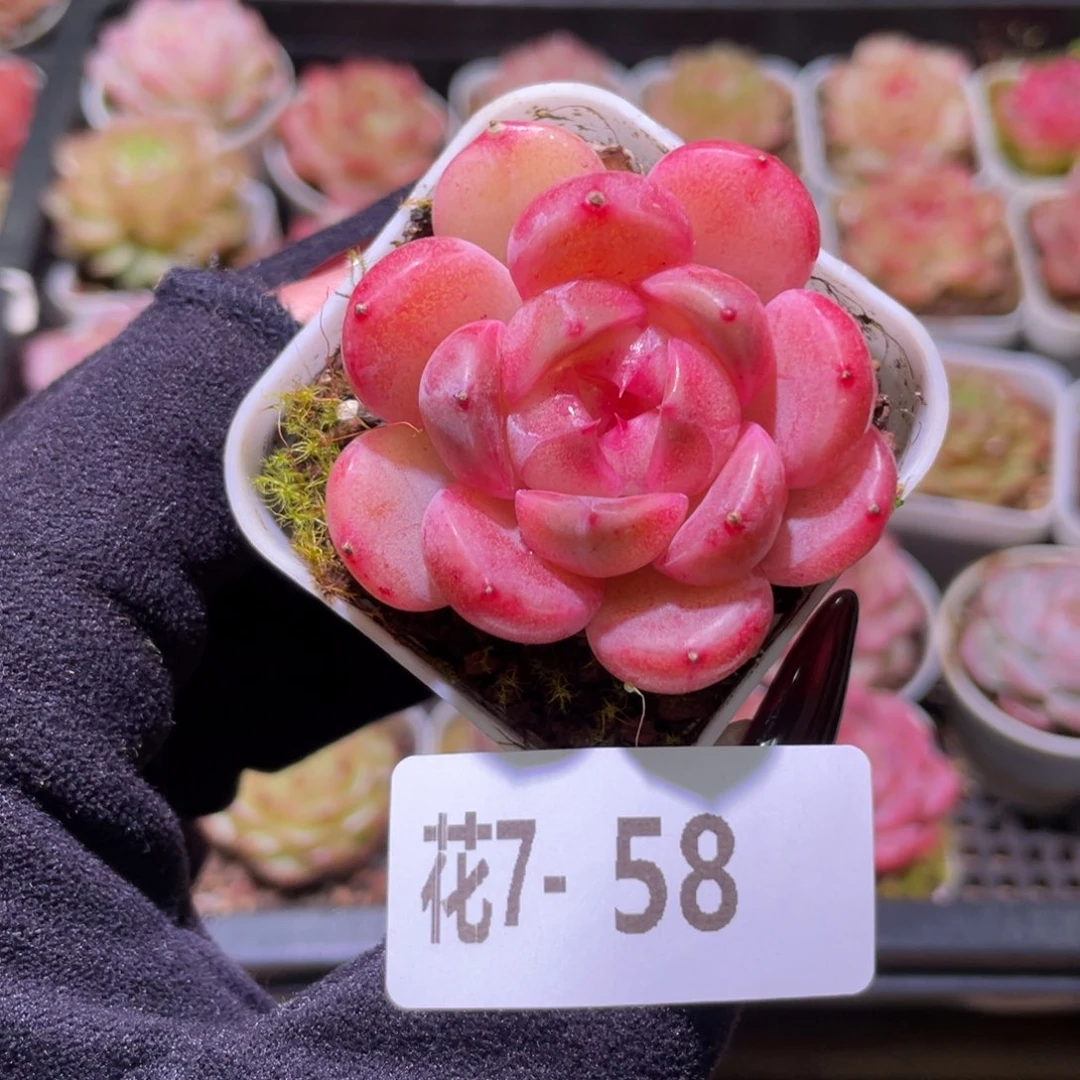 花利美7-58福利珍妮