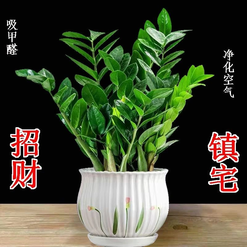 四季常青新款招财树绿植两旁盆景室内植物客厅新款金钱树盆栽