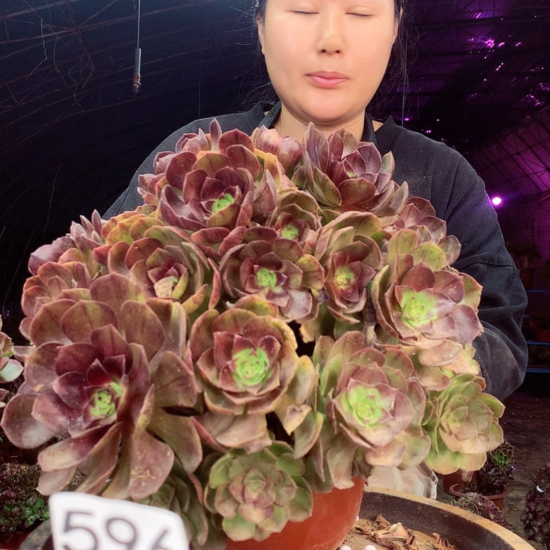 柒柒精品法师脱土发货不包断侧枝596