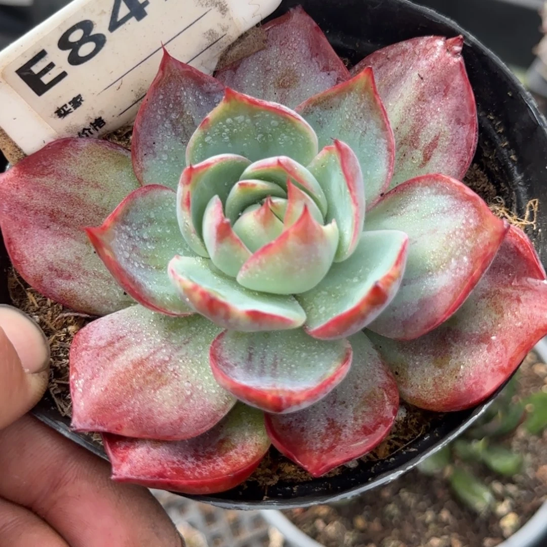 惊鸿一物一拍包装收缩花旱847