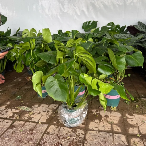 龟背竹加仑盆1盆好养