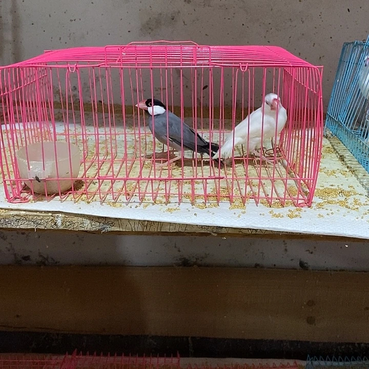 文鸟成****✈文鸟一对，包活到家