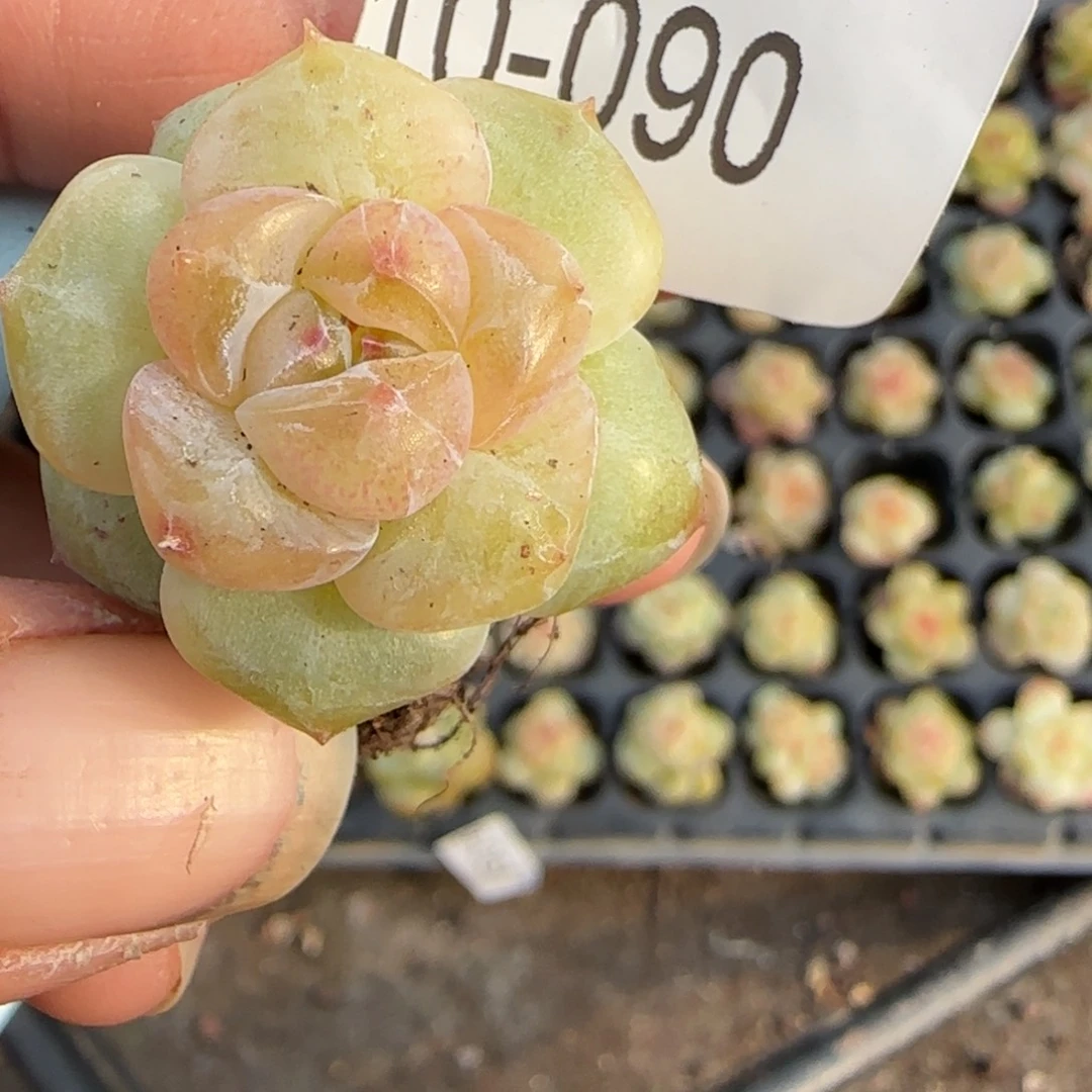 多肉小卡拉米糖心一物一拍