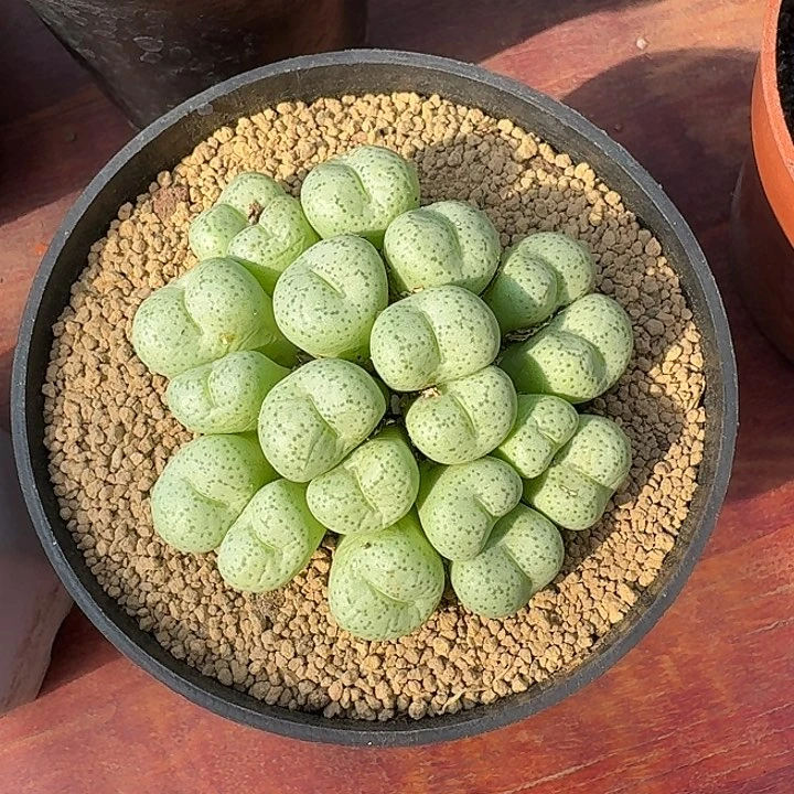 肉锥仙人球234562