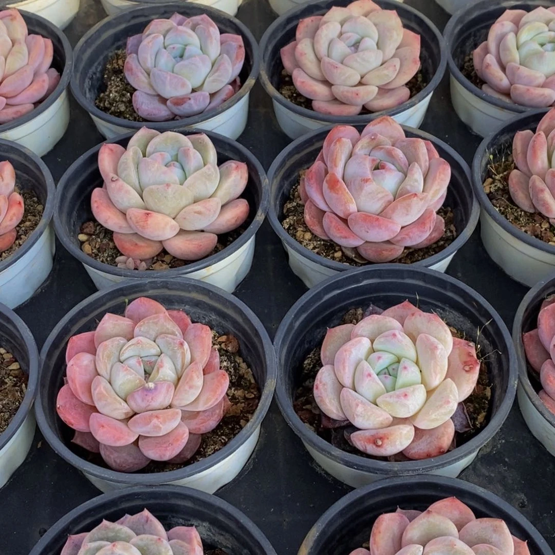 616的我是一种感觉叫做爱情故事。