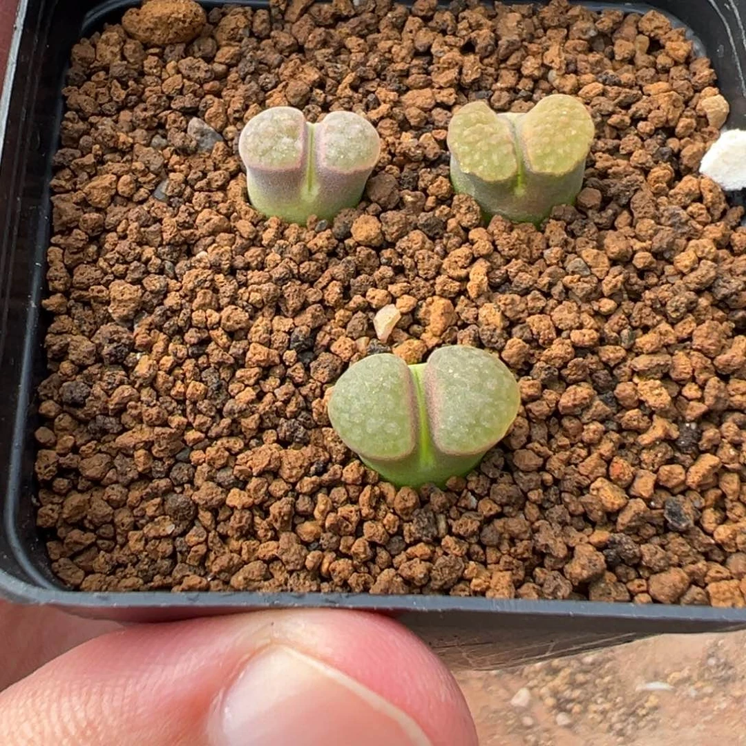 12-129磁铁风铃多肉植物