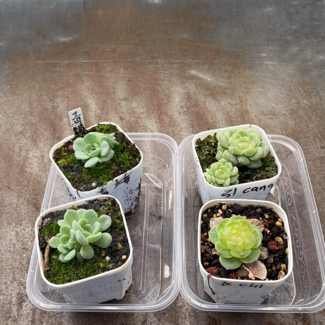 幸***x云糖心多肉植物321