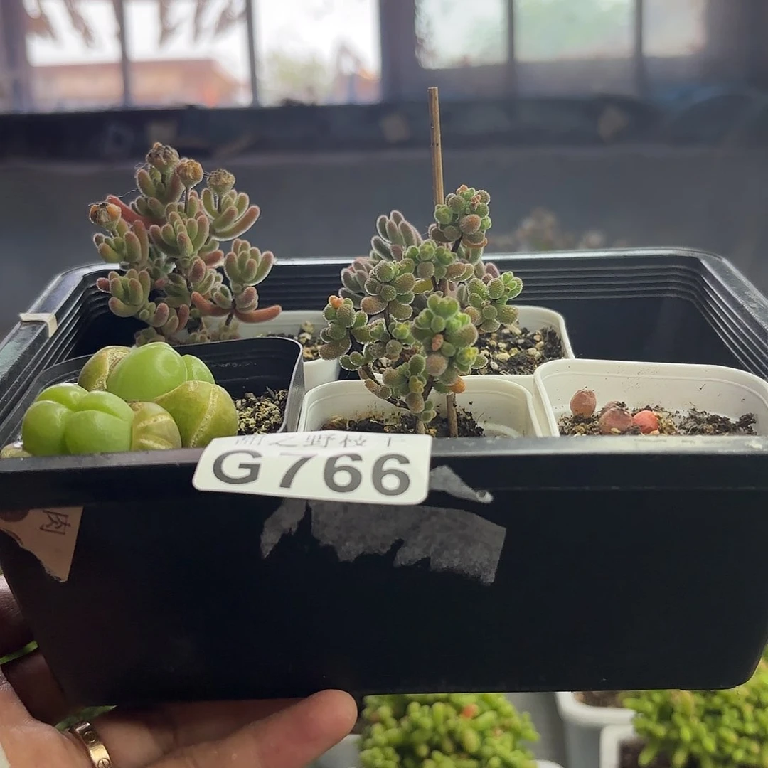 k****号766组合福利套餐