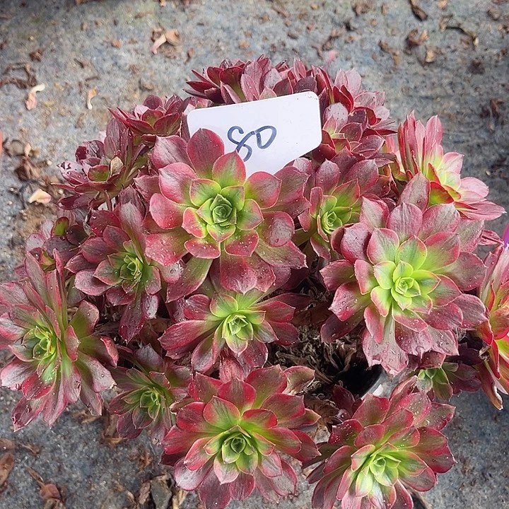 80一颗安娜法师—-