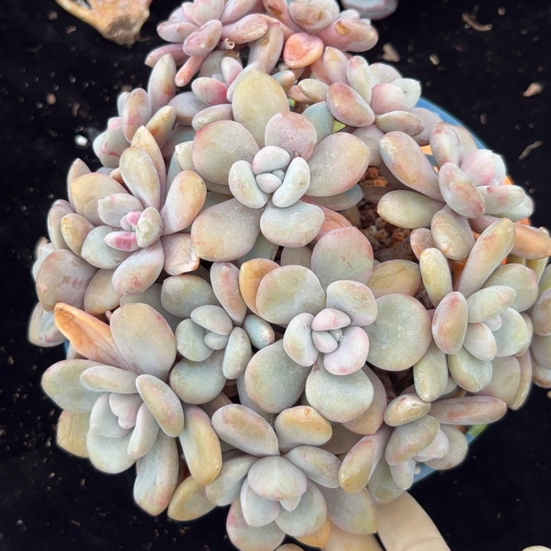 新年快乐 新年快乐