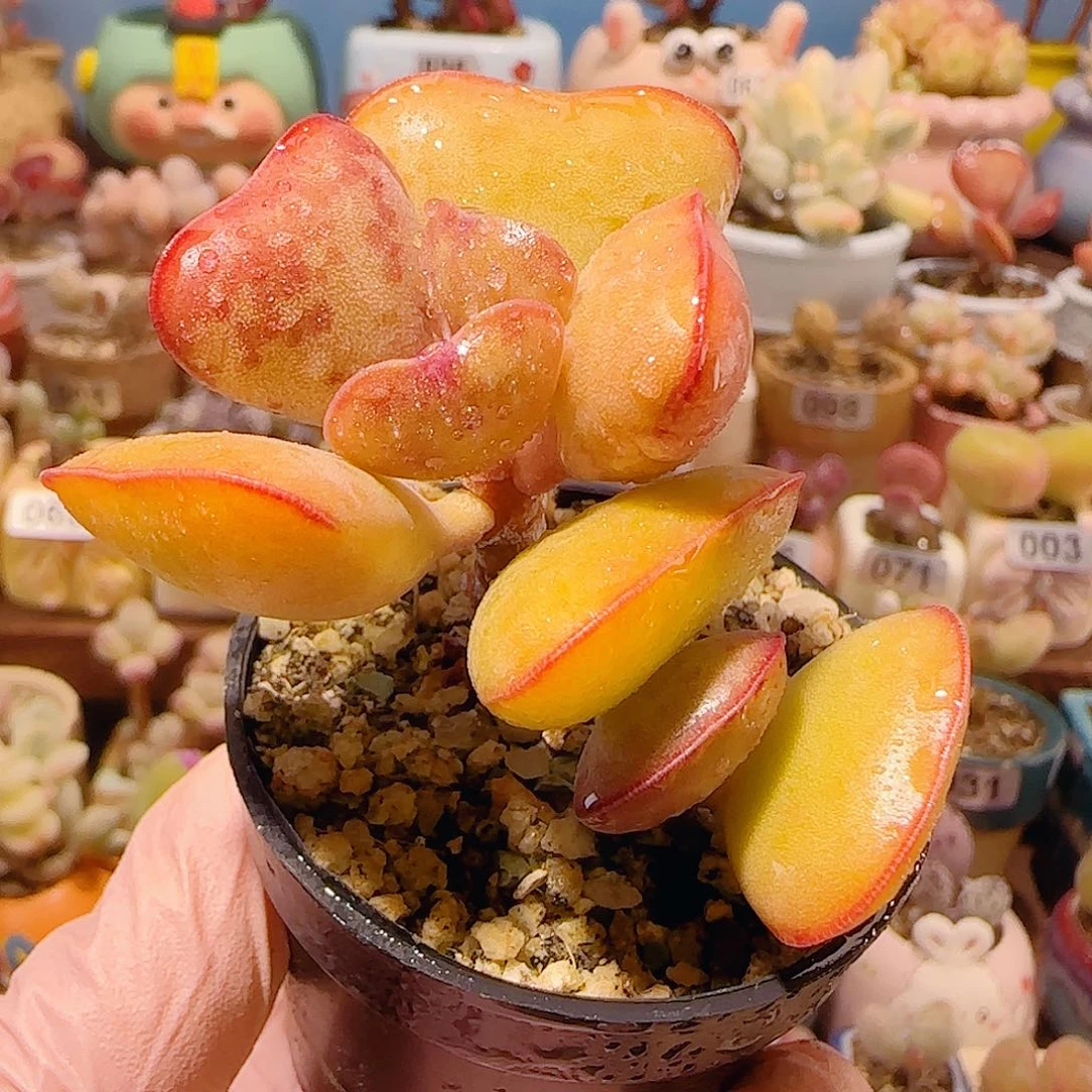 T爱心水泡盆口5cm