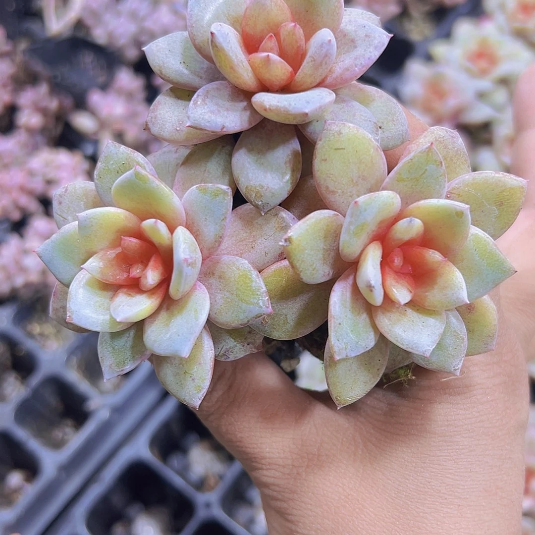 德国香槟纱网3个19包邮多肉