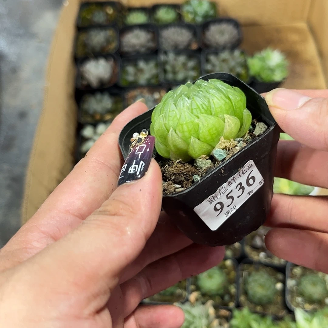 七***怪9536一物一拍单头发货