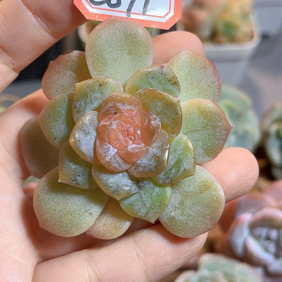 C871 一物一拍 珍妮精选